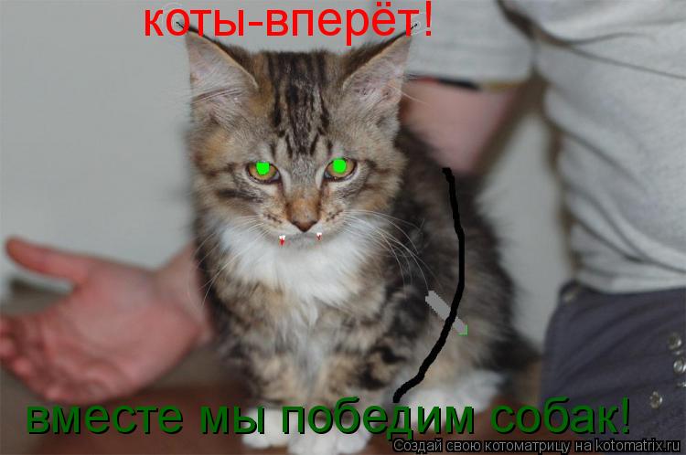 вместе мы победим собак! коты-вперёт!... Котоматрица: вместе мы победим собак! коты-вперёт!