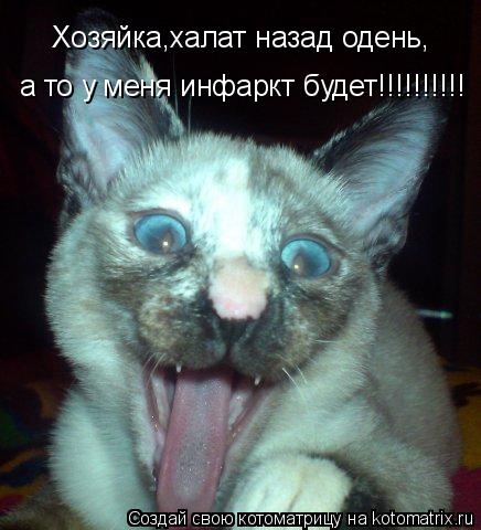 Хозяйка,халат назад одень, а то у меня инфаркт будет!!!!!!!!!!... Котоматрица: Хозяйка,халат назад одень, а то у меня инфаркт будет!!!!!!!!!!