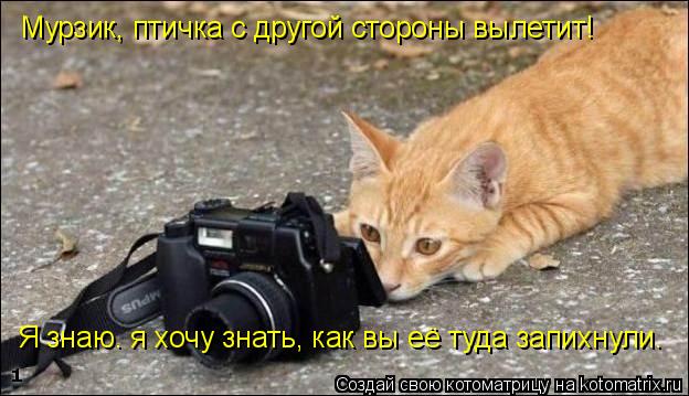 Мурзик, птичка с другой стороны вылетит! Я знаю. я хочу знать, как вы её туда запихнули.... Котоматрица: Мурзик, птичка с другой стороны вылетит! Я знаю. я хочу знать, как вы её туда запихнули.