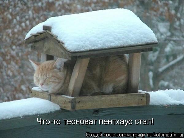 Что-то тесноват пентхаус стал!... Котоматрица: Что-то тесноват пентхаус стал!