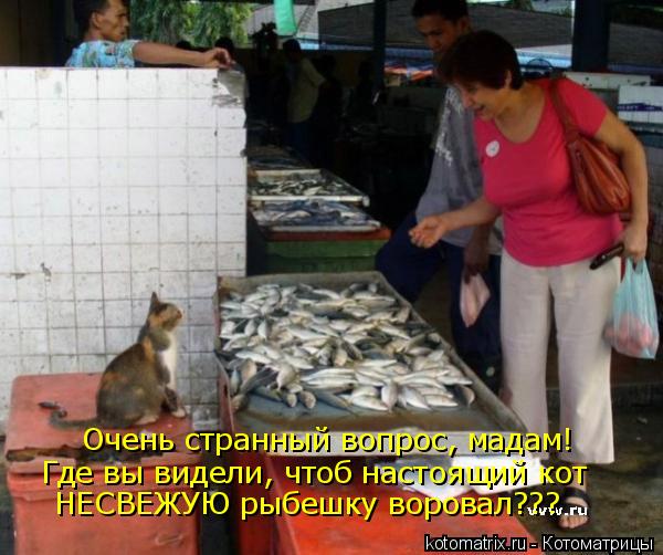 Котоматрица: Очень странный вопрос, мадам! Где вы видели, чтоб настоящий кот НЕСВЕЖУЮ рыбешку воровал???
