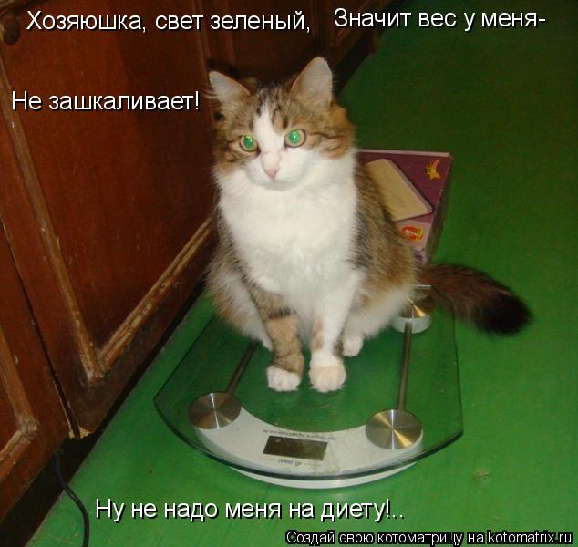 Хозяюшка, свет зеленый, Значит вес у меня- Не зашкаливает! Ну не надо меня на диету!..... Котоматрица: Хозяюшка, свет зеленый, Значит вес у меня- Не зашкаливает! Ну не надо меня на диету!..