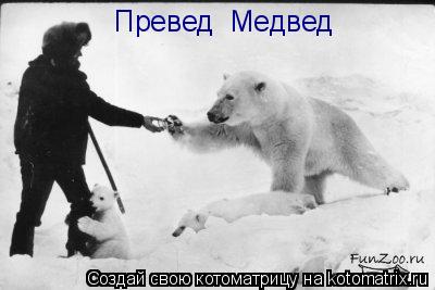 Превед Медвед... Котоматрица: Превед Медвед