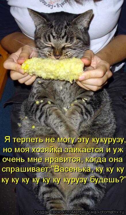 Котоматрица: Я терпеть не могу эту кукурузу, но моя хозяйка заикается и уж очень мне нравится, когда она спрашивает:"Васенька, ку ку ку ку ку ку ку ку ку ку