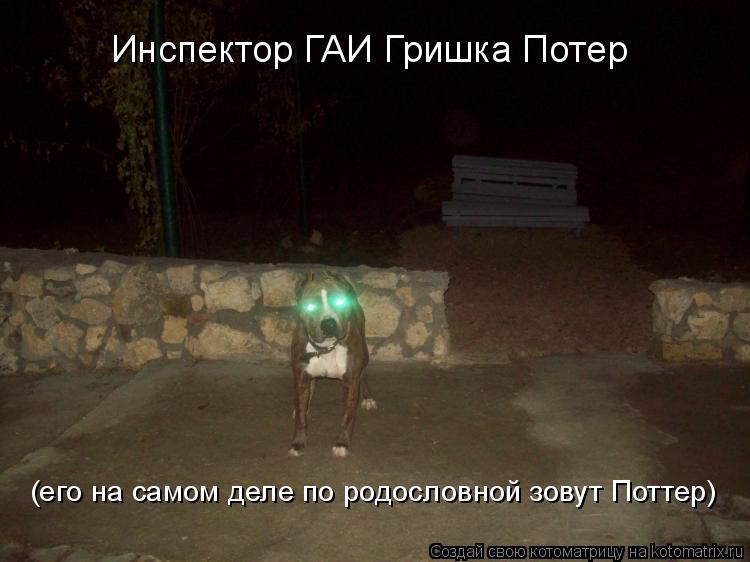 Инспектор ГАИ Гришка Потер (его на самом деле по родословной зовут Поттер)... Котоматрица: Инспектор ГАИ Гришка Потер (его на самом деле по родословной зовут Поттер)