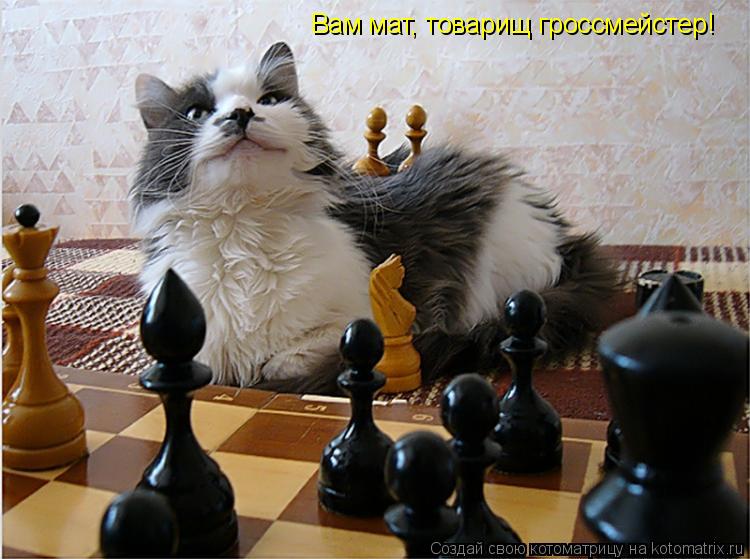 Вам мат, товарищ гроссмейстер!... Котоматрица: Вам мат, товарищ гроссмейстер!