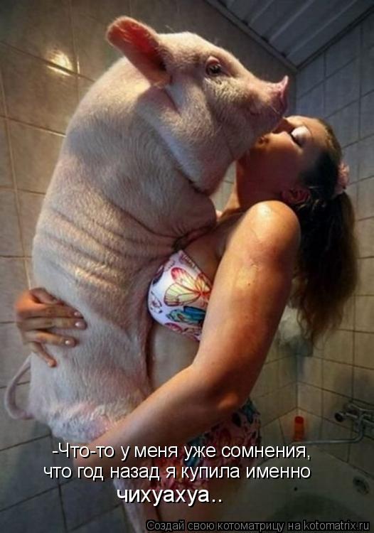 -Что-то у меня уже сомнения, что год назад я купила именно чихуахуа..... Котоматрица: -Что-то у меня уже сомнения, что год назад я купила именно чихуахуа..
