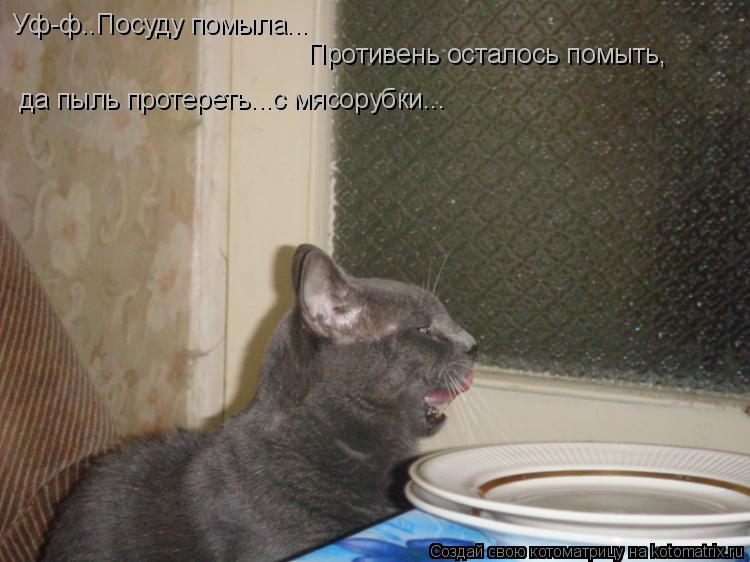 Уф-ф..Посуду помыла... Противень осталось помыть, да пыль протереть...с мясорубки...... Котоматрица: Уф-ф..Посуду помыла... Противень осталось помыть, да пыль протереть...с мясорубки...