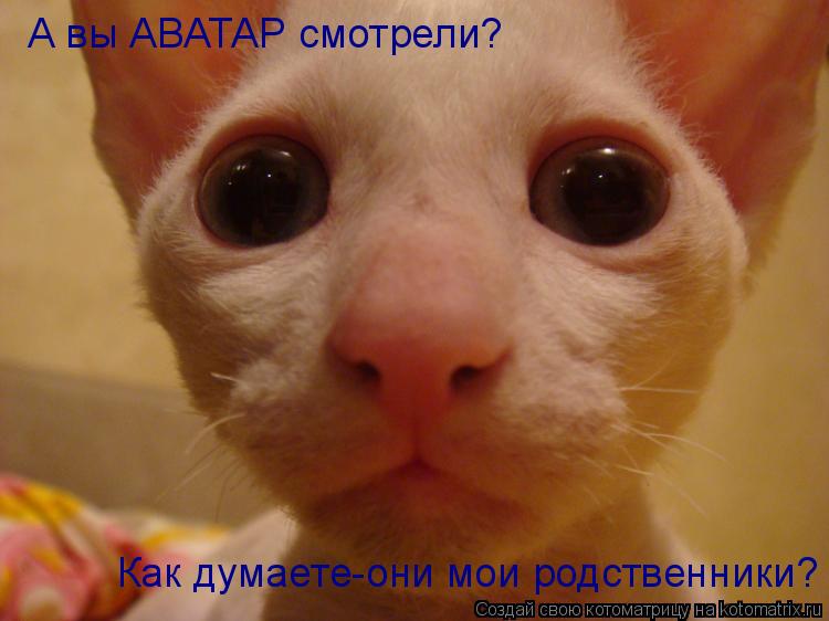 А вы АВАТАР смотрели? Как думаете-они мои родственники?... Котоматрица: А вы АВАТАР смотрели? Как думаете-они мои родственники?