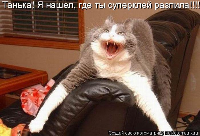Танька! Я нашел, где ты суперклей разлила!!!!... Котоматрица: Танька! Я нашел, где ты суперклей разлила!!!!