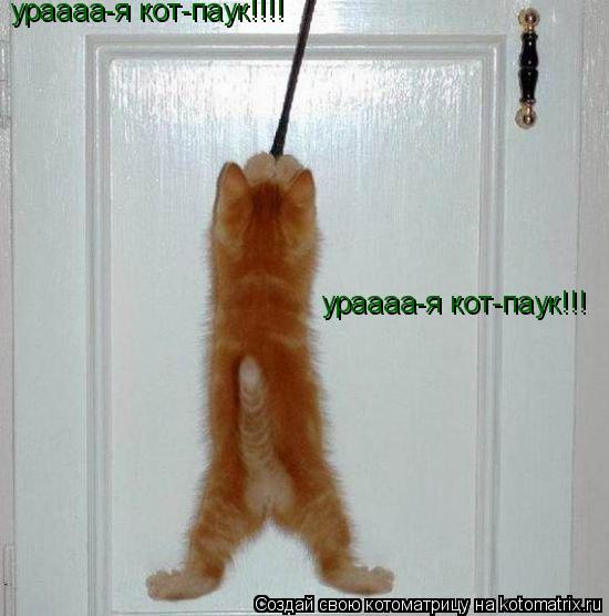 ураааа-я кот-паук!!! ураааа-я кот-паук!!!!... Котоматрица: ураааа-я кот-паук!!! ураааа-я кот-паук!!!!