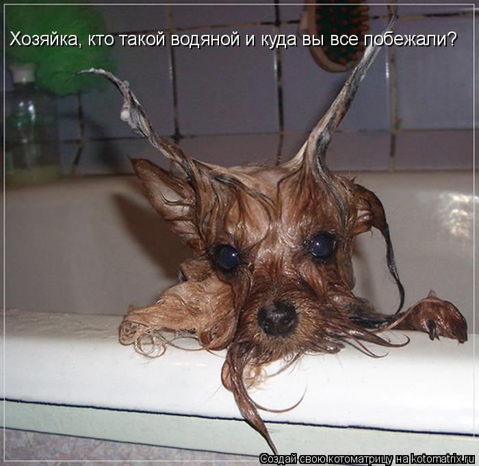 Хозяйка, кто такой водяной и куда вы все побежали?... Котоматрица: Хозяйка, кто такой водяной и куда вы все побежали?