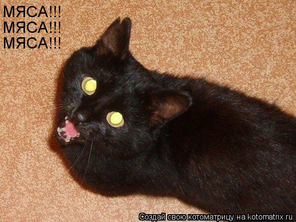 МЯСА!!! МЯСА!!! МЯСА!!!... Котоматрица: МЯСА!!! МЯСА!!! МЯСА!!!