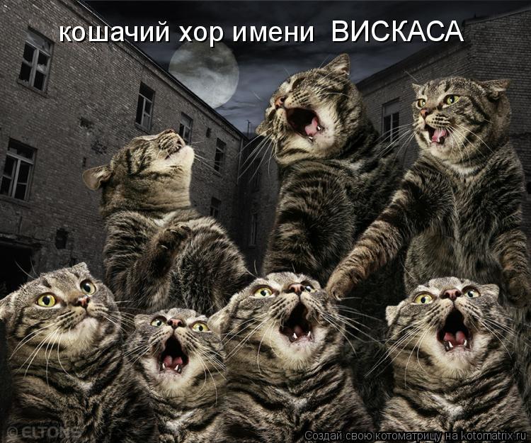 кошачий хор имени ВИСКАСА... Котоматрица: кошачий хор имени ВИСКАСА