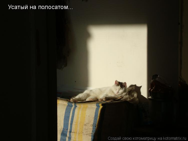 Усатый на полосатом...... Котоматрица: Усатый на полосатом...