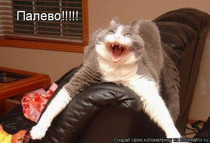 Палево!!!!! Палево!!!!!... Котоматрица: Палево!!!!! Палево!!!!!