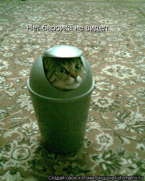 Нет барсика не видел.... Котоматрица: Нет барсика не видел.