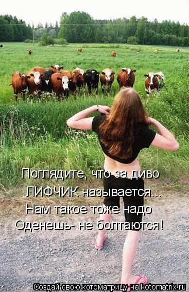 Поглядите, что за диво ЛИФЧИК называется... Нам такое тоже надо Оденешь- не болтаются!... Котоматрица: Поглядите, что за диво ЛИФЧИК называется... Нам такое тоже надо Оденешь- не болтаются!
