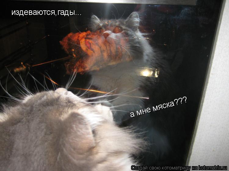 Котоматрица: издеваются,гады...  а мне мяска???