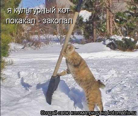 Котоматрица: я культурный кот покакал - закопал
