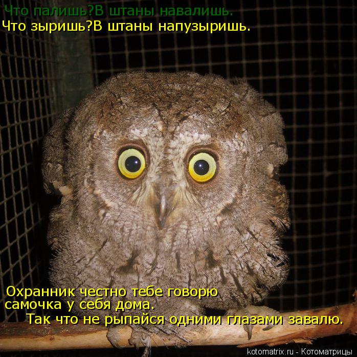 Котоматрица: Что палишь?В штаны навалишь. Что зыришь?В штаны напузыришь. Охранник честно тебе говорю  самочка у себя дома. Так что не рыпайся одними глаза