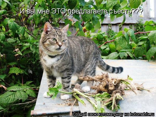 И вы мне ЭТО предлагаете съесть???... Котоматрица: И вы мне ЭТО предлагаете съесть???