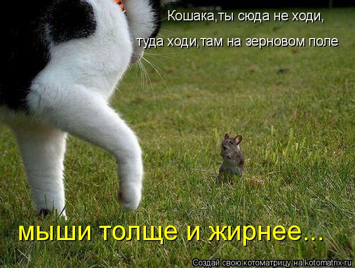 Кошака,ты сюда не ходи, туда ходи,там на зерновом поле мыши толще и жирнее...... Котоматрица: Кошака,ты сюда не ходи, туда ходи,там на зерновом поле мыши толще и жирнее...