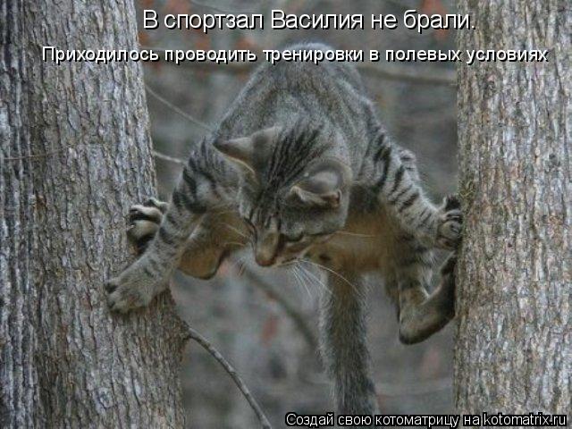 В спортзал Василия не брали. Приходилось проводить тренировки в полевых условиях... Котоматрица: В спортзал Василия не брали. Приходилось проводить тренировки в полевых условиях