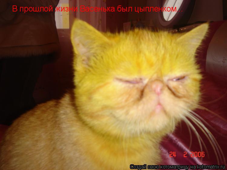 В прошлой жизни Васенька был цыпленком...... Котоматрица: В прошлой жизни Васенька был цыпленком...