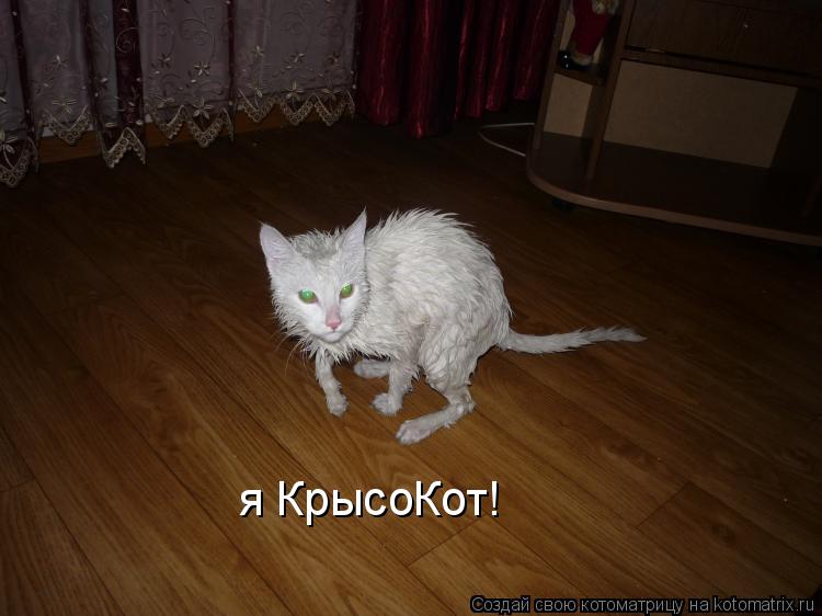 я КрысоКот!... Котоматрица: я КрысоКот!