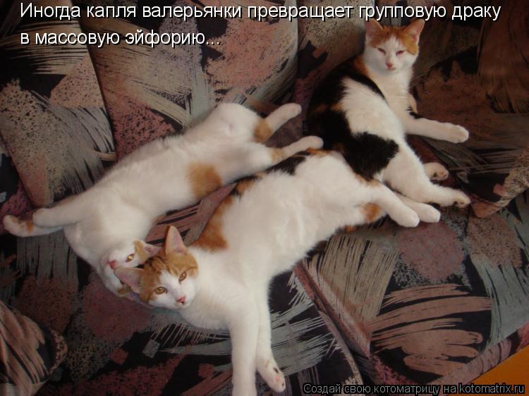 Иногда капля валерьянки превращает групповую драку в массовую эйфорию...... Котоматрица: Иногда капля валерьянки превращает групповую драку в массовую эйфорию...