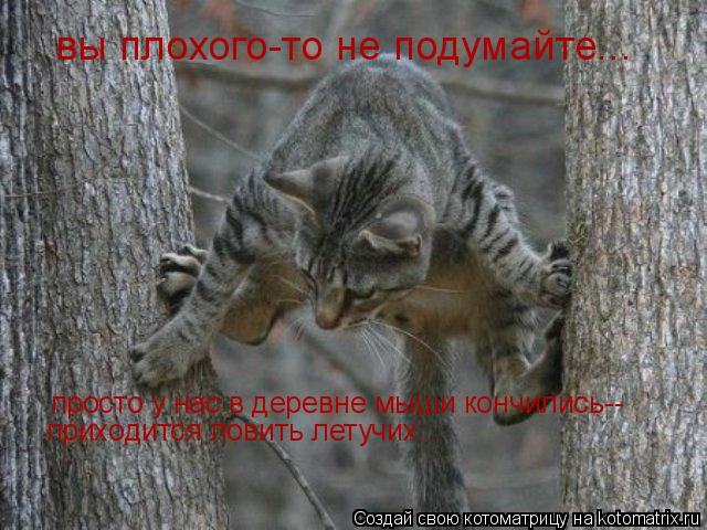 вы плохого-то не подумайте... просто у нас в деревне мыши кончились-- приходится ловить летучих...... Котоматрица: вы плохого-то не подумайте... просто у нас в деревне мыши кончились-- приходится ловить летучих...