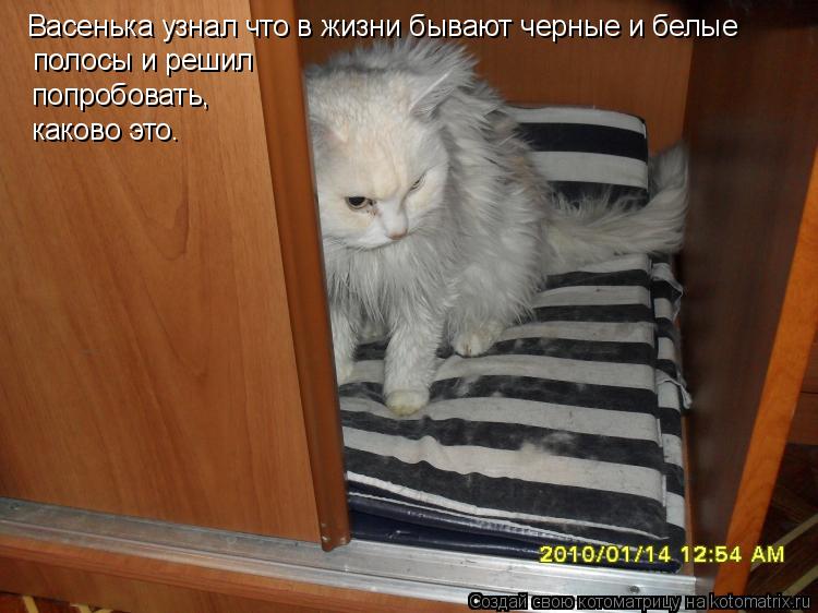 Васенька узнал что в жизни бывают черные и белые полосы и решил попробовать, каково это.... Котоматрица: Васенька узнал что в жизни бывают черные и белые полосы и решил попробовать, каково это.