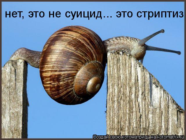 нет, это не суицид... это стриптиз... Котоматрица: нет, это не суицид... это стриптиз