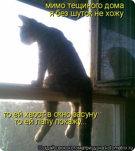 мимо тещиного дома я без шуток не хожу то ей хвост в окно засуну то ей лапу покажу...... Котоматрица: мимо тещиного дома я без шуток не хожу то ей хвост в окно засуну то ей лапу покажу...