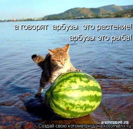 а говорят арбузы это растение! арбузы это рыба!... Котоматрица: а говорят арбузы это растение! арбузы это рыба!