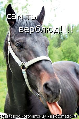 сам ты верблюд!!!!... Котоматрица: сам ты верблюд!!!!