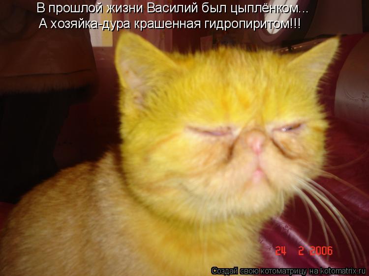 В прошлой жизни Василий был цыплёнком... А хозяйка-дура крашенная гидропиритом!!!... Котоматрица: В прошлой жизни Василий был цыплёнком... А хозяйка-дура крашенная гидропиритом!!!