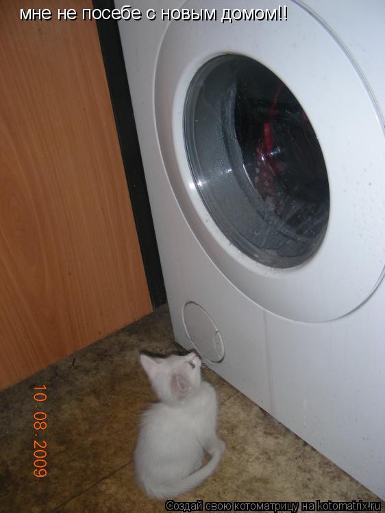 мне не посебе с новым домом!!... Котоматрица: мне не посебе с новым домом!!