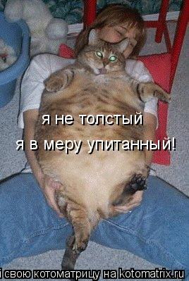 я не толстый я в меру упитанный!... Котоматрица: я не толстый я в меру упитанный!