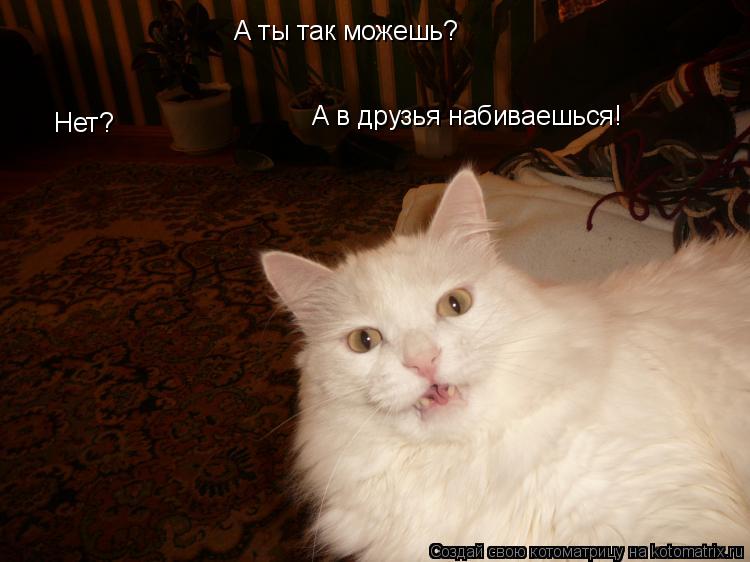 а А ты так можешь? Нет? А в друзья набиваешься!... Котоматрица: а А ты так можешь? Нет? А в друзья набиваешься!
