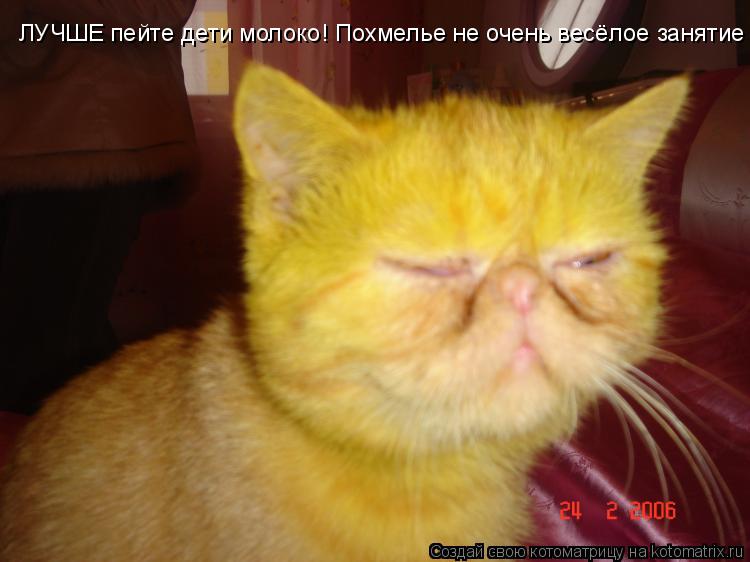 ЛУЧШЕ пейте дети молоко! Похмелье не очень весёлое занятие... Котоматрица: ЛУЧШЕ пейте дети молоко! Похмелье не очень весёлое занятие