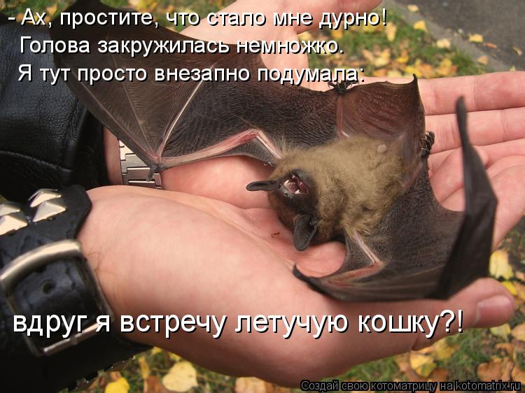 Котоматрица: - Ах, простите, что стало мне дурно! Голова закружилась немножко. Я тут просто внезапно подумала: вдруг я встречу летучую кошку?!