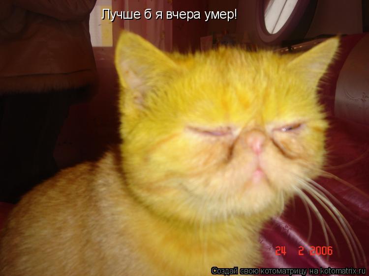Лучше б я вчера умер!... Котоматрица: Лучше б я вчера умер!