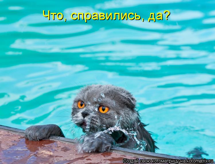 Котоматрица: Что, справились, да?