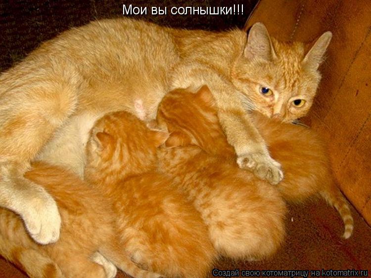 Котоматрица: Мои вы солнышки!!!