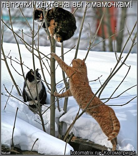 Котоматрица: папочки! идите-ка вы к мамочкам!