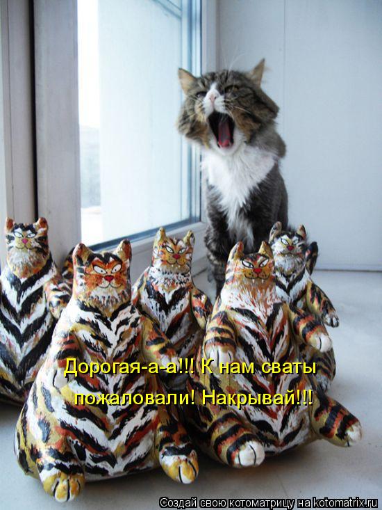Котоматрица: Дорогая-а-а!!! К нам сваты пожаловали! Накрывай!!!