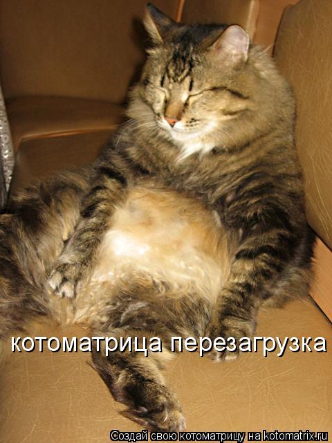 Котоматрица: котоматрица перезагрузка