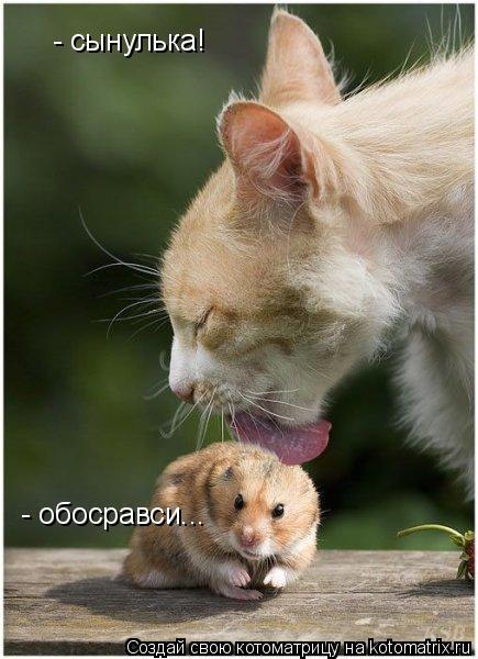 Котоматрица: - сынулька! - обосравси...